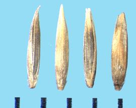  Muhlenbergia rigens.  Scabrous florets with appressed hairs on the basal half of the lemma.